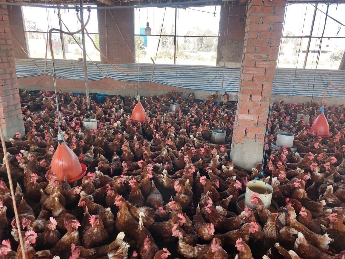 "الزراعة" تطلق حملة وطنية لتوعية مربي الدواجن بإجراءات الأمن الحيوي