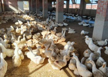 "الزراعة" تطلق حملة وطنية لتوعية مربي الدواجن بإجراءات الأمن الحيوي