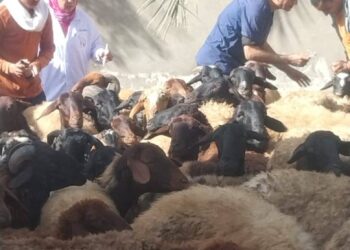 "الزراعة" تطلق 177 قافلة بيطرية مجانية في 172 قرية خلال شهر نوفمبر