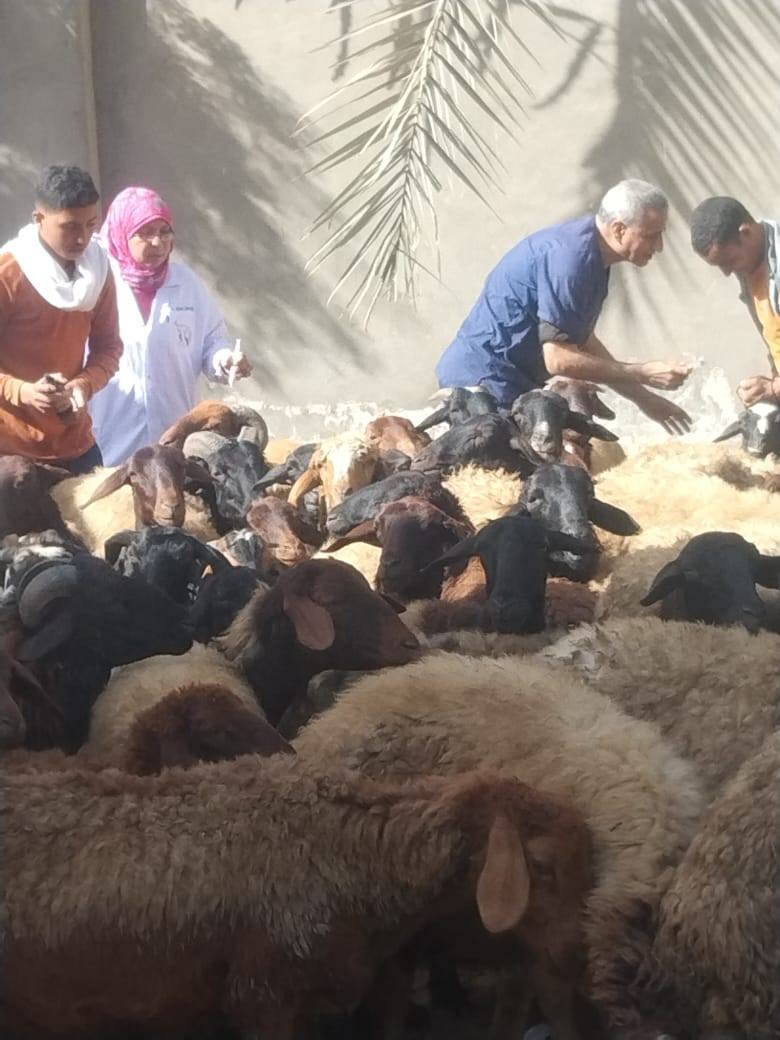 "الزراعة" تطلق 177 قافلة بيطرية مجانية في 172 قرية خلال شهر نوفمبر