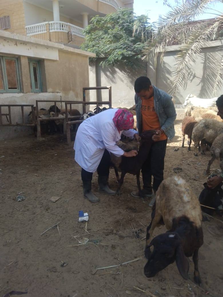 "الزراعة" تطلق 177 قافلة بيطرية مجانية في 172 قرية خلال شهر نوفمبر