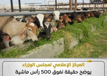 الحكومة توضح حقيقة نفوق 500 رأس ماشية بمحافظة المنوفية
