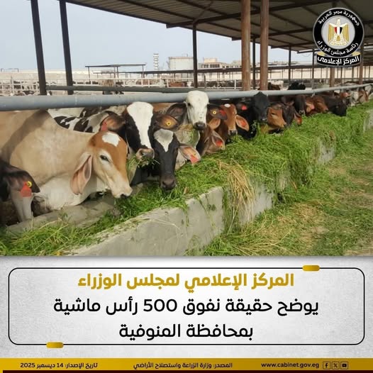 الحكومة توضح حقيقة نفوق 500 رأس ماشية بمحافظة المنوفية