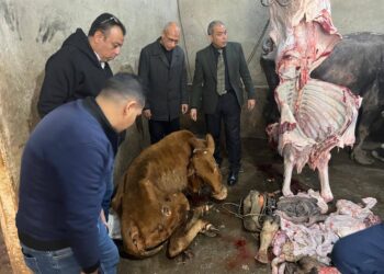 "الخدمات البيطرية" تضبط سلخانة غير مرخصة وأختام مزورة و1.8 طن لحوم فاسدة بالمنوفية