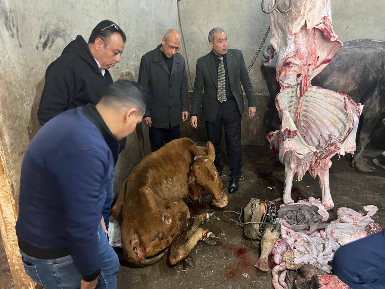 "الخدمات البيطرية" تضبط سلخانة غير مرخصة وأختام مزورة و1.8 طن لحوم فاسدة بالمنوفية