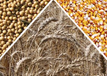 تقرير وزارة الزراعة الأمريكية متفائل بشأن الذرة.. محايد تجاه فول الصويا.. ومتراجع نحو القمح