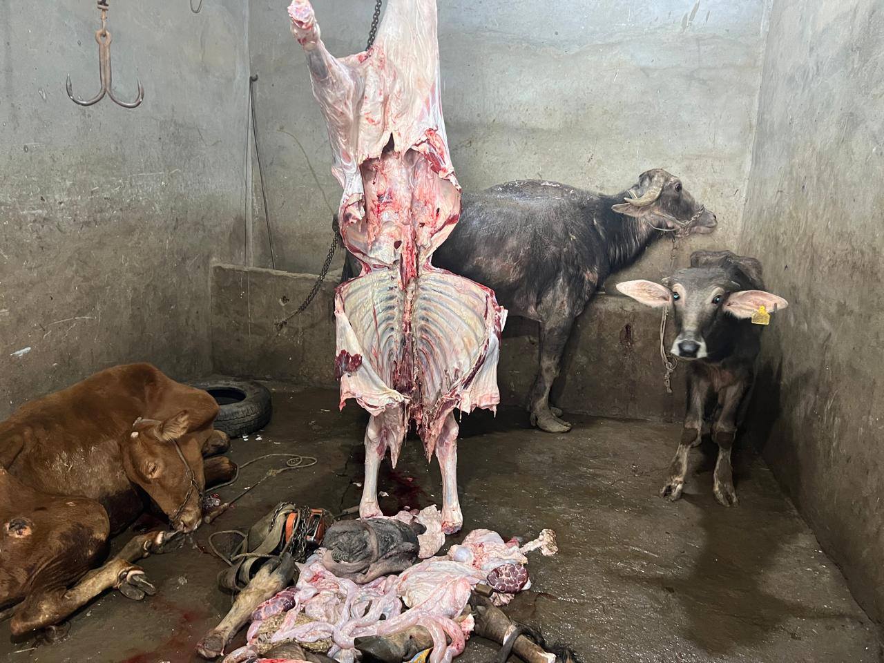 "الخدمات البيطرية" تضبط سلخانة غير مرخصة وأختام مزورة و1.8 طن لحوم فاسدة بالمنوفية