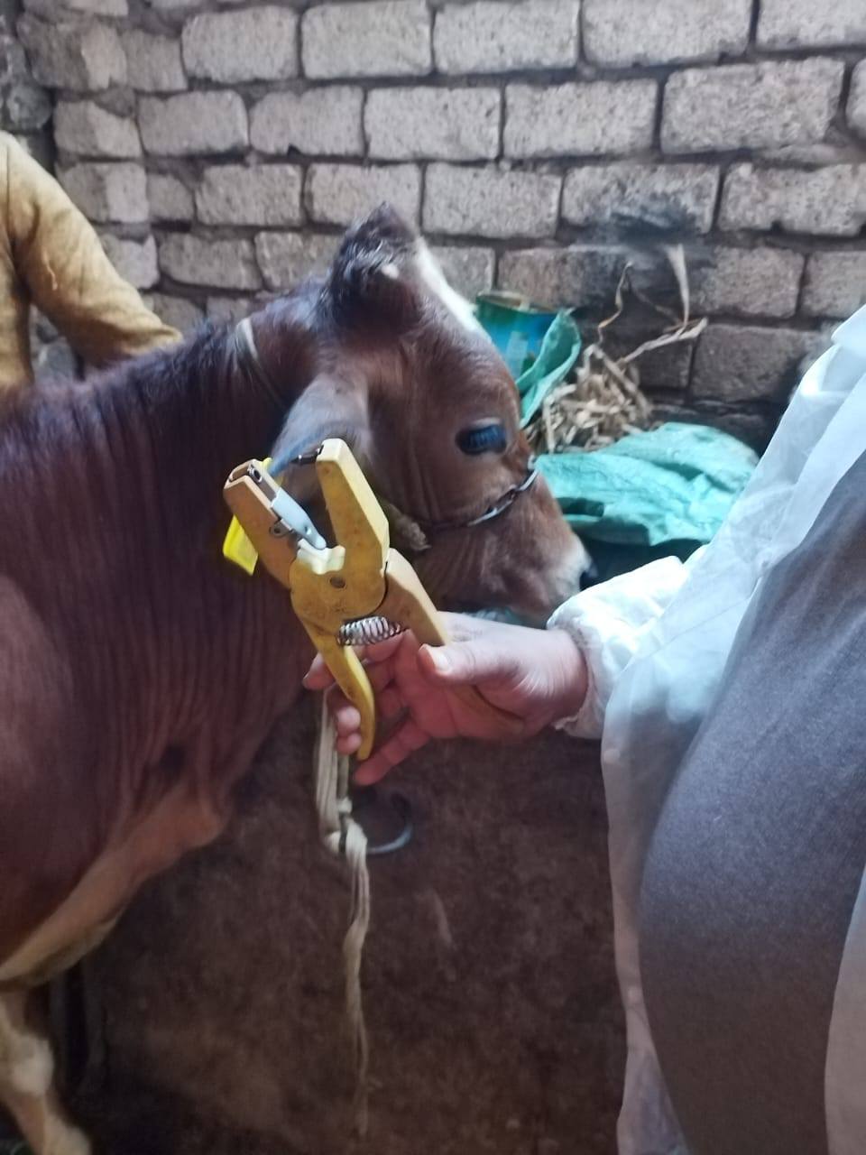 "الزراعة": تحصين الماشية بأكثر من 8.5 مليون جرعة للقاحي الحمى القلاعية