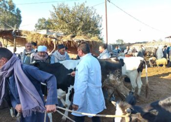 "الزراعة": تحصين الماشية بأكثر من 8.5 مليون جرعة للقاحي الحمى القلاعية