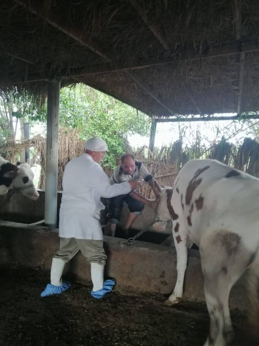 "الزراعة": تحصين الماشية بأكثر من 8.5 مليون جرعة للقاحي الحمى القلاعية