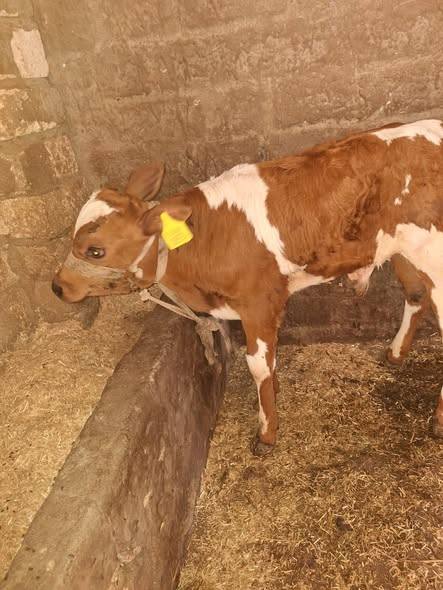 "الخدمات البيطرية": إجراء التلقيح الاصطناعي لأكثر من 53 ألف رأس ماشية خلال نوفمبر