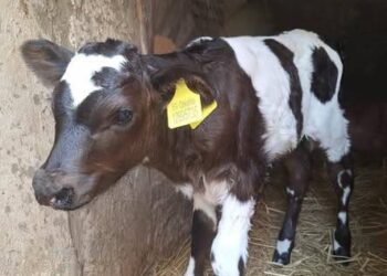 "الخدمات البيطرية": إجراء التلقيح الاصطناعي لأكثر من 53 ألف رأس ماشية خلال نوفمبر