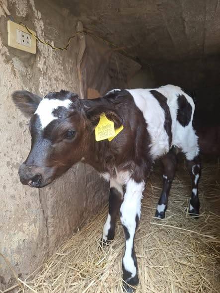 "الخدمات البيطرية": إجراء التلقيح الاصطناعي لأكثر من 53 ألف رأس ماشية خلال نوفمبر