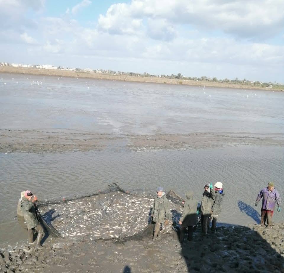 جهاز حماية وتنمية البحيرات يفتتح موسم الصيد بمزرعة المنزلة السمكي 2025-2026