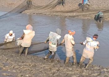 افتتاح موسم الصيد بمزرعة الزاوية السمكية بكفر الشيخ