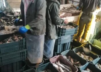 جهاز حماية وتنمية البحيرات يفتتح موسم الصيد بمزرعة المنزلة السمكي 2025-2026