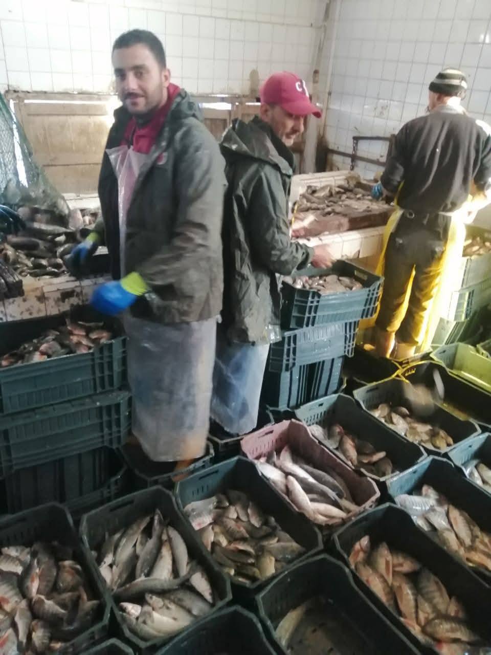 جهاز حماية وتنمية البحيرات يفتتح موسم الصيد بمزرعة المنزلة السمكي 2025-2026