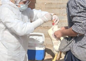 "الزراعة" تعلن تحصين أكثر من 1.35 مليون طائر خلال نوفمبر