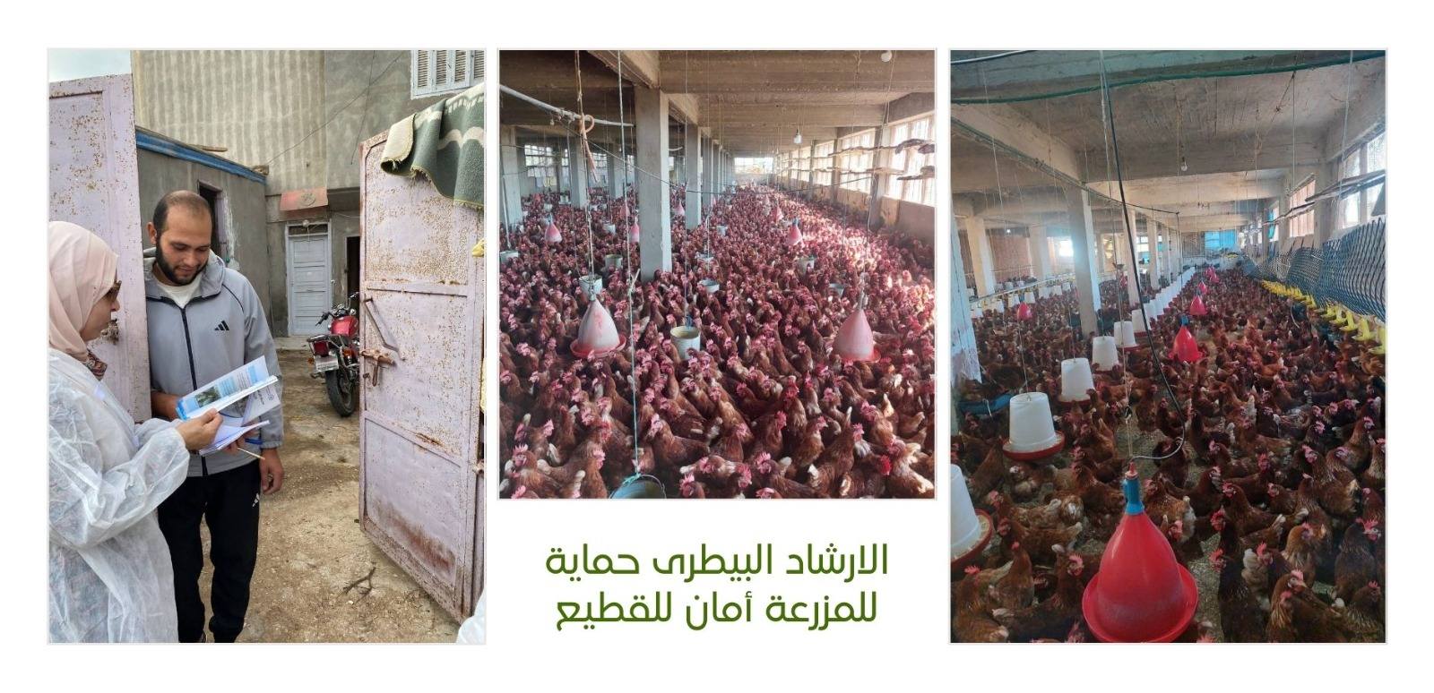 لدعم 100 ألف مربي.. "الزراعة" تنفذ أكثر من 8600 ندوة إرشادية بيطرية خلال نوفمبر