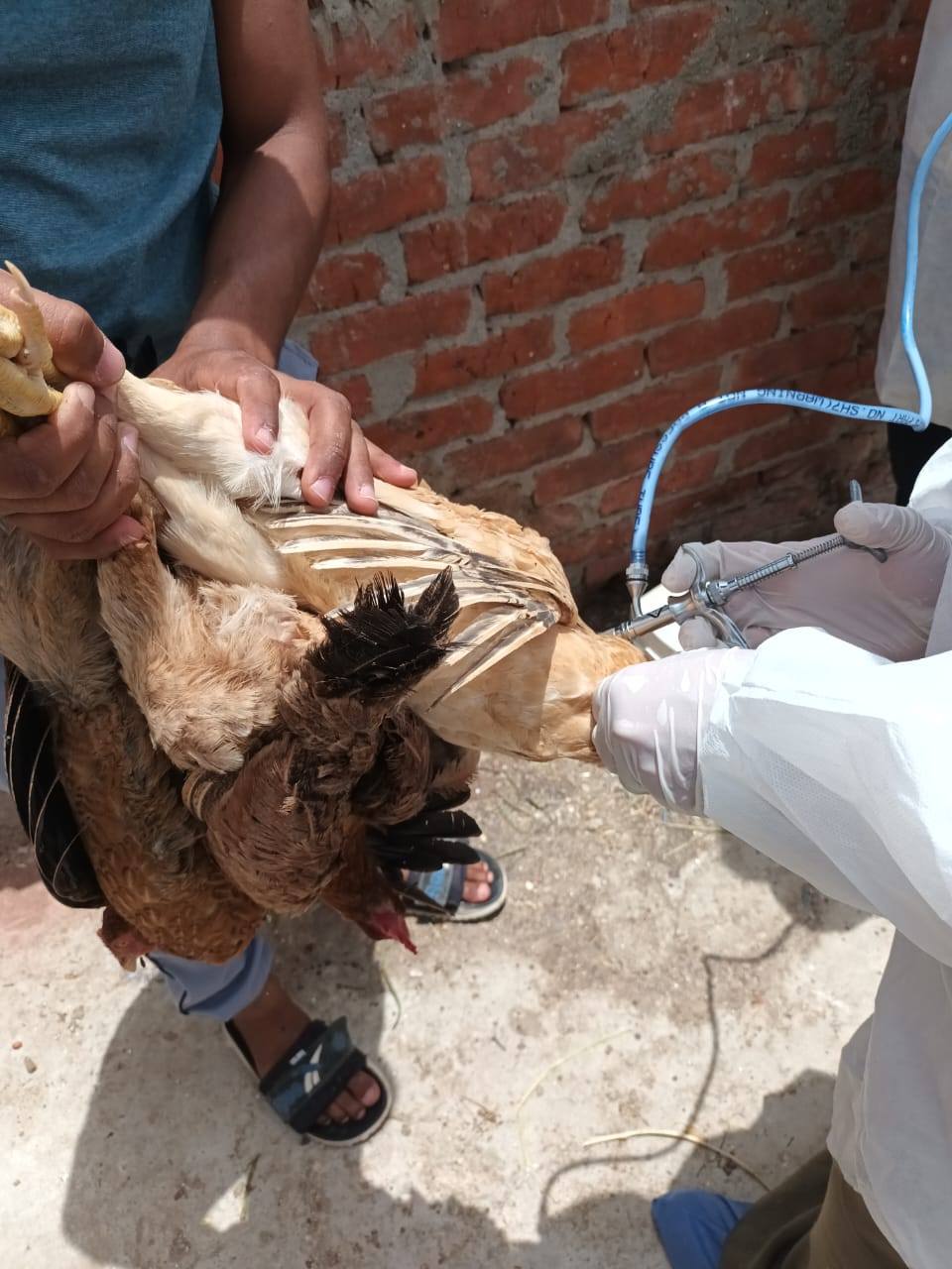 "الزراعة" تعلن تحصين أكثر من 1.35 مليون طائر خلال نوفمبر