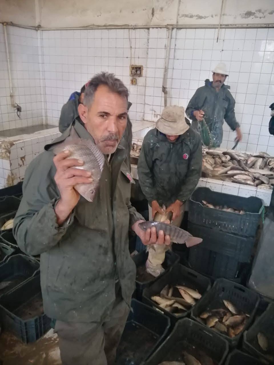 جهاز حماية وتنمية البحيرات يفتتح موسم الصيد بمزرعة المنزلة السمكي 2025-2026