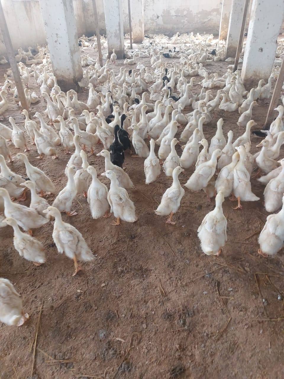 "الزراعة" تعلن تحصين أكثر من 1.35 مليون طائر خلال نوفمبر