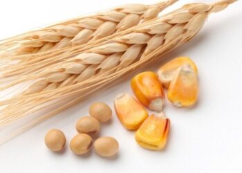 أسعار القمح والذرة وفول الصويا تواصل انخفاضها في ختام تداولات الثلاثاء