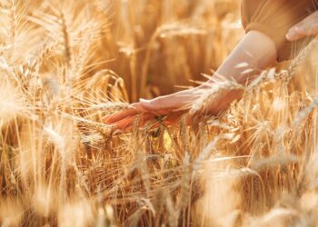 روسيا تخفض الرسوم الجمركية على صادرات القمح بنسبة 10.8% اعتبارًا من 12 يناير