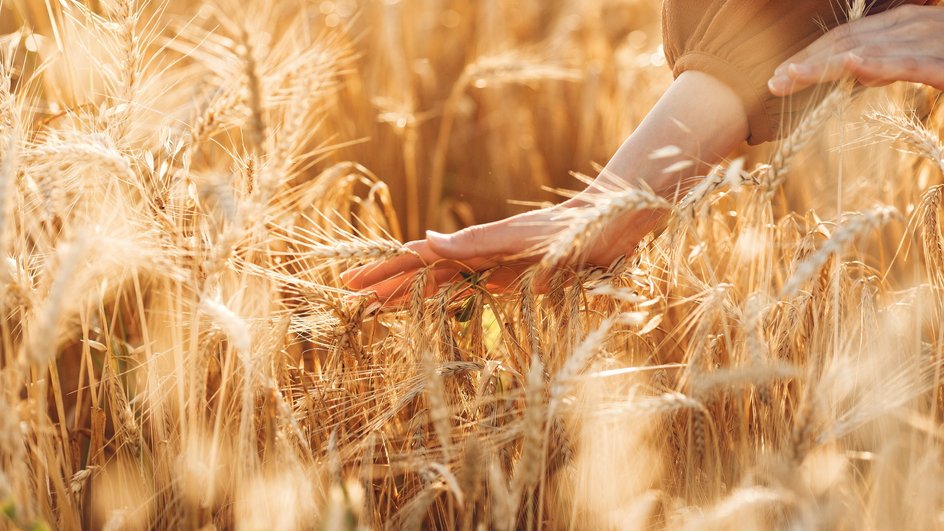 روسيا تخفض الرسوم الجمركية على صادرات القمح بنسبة 10.8% اعتبارًا من 12 يناير