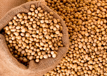أسعار فول الصويا في أوكرانيا تواصل الارتفاع على خلفية قلة المعروض