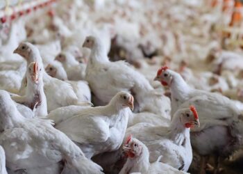 صادرات الدواجن البرازيلية تبلغ 434,9 ألف طن في نوفمبر