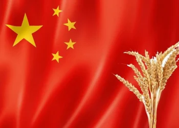 الصين تشتري القمح الأرجنتيني لأول مرة منذ التسعينيات