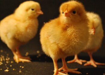 الشرق للإنتاج الداجني