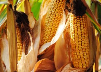 انخفاض إنتاج الذرة في تركيا بنسبة 4.9% لعام 2025