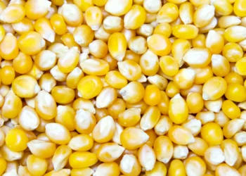 الذرة تسجل انخفاضات طفيفة في تداولات اليوم الإثنين مواكبة لخسائر فول الصويا والقمح