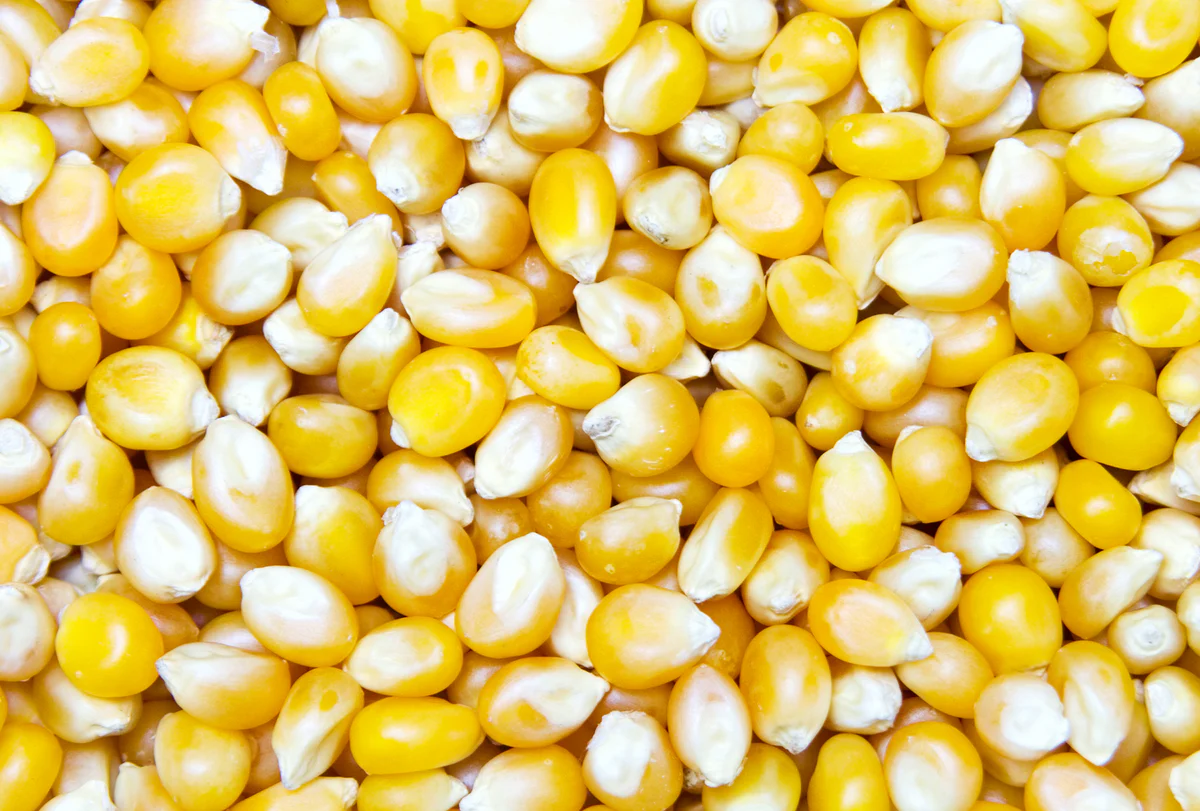 الذرة تسجل انخفاضات طفيفة في تداولات اليوم الإثنين مواكبة لخسائر فول الصويا والقمح