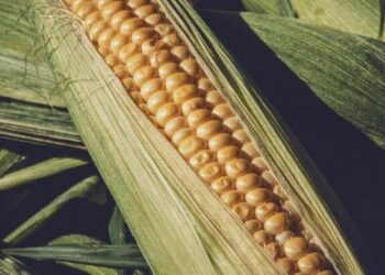 بورصة الحبوب| عقود الذرة تنهي تداولات الإثنين على انخفاض