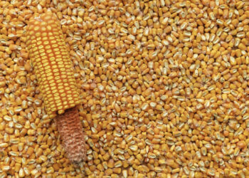 أوكرانيا تصدر 1.8 مليون طن من الذرة في نوفمبر.. وإيطاليا أكبر المستوردين