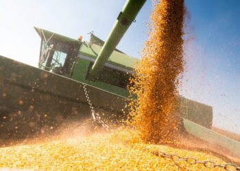 الولايات المتحدة تخفض مخزون الذرة مع وصول الصادرات إلى مستويات قياسية