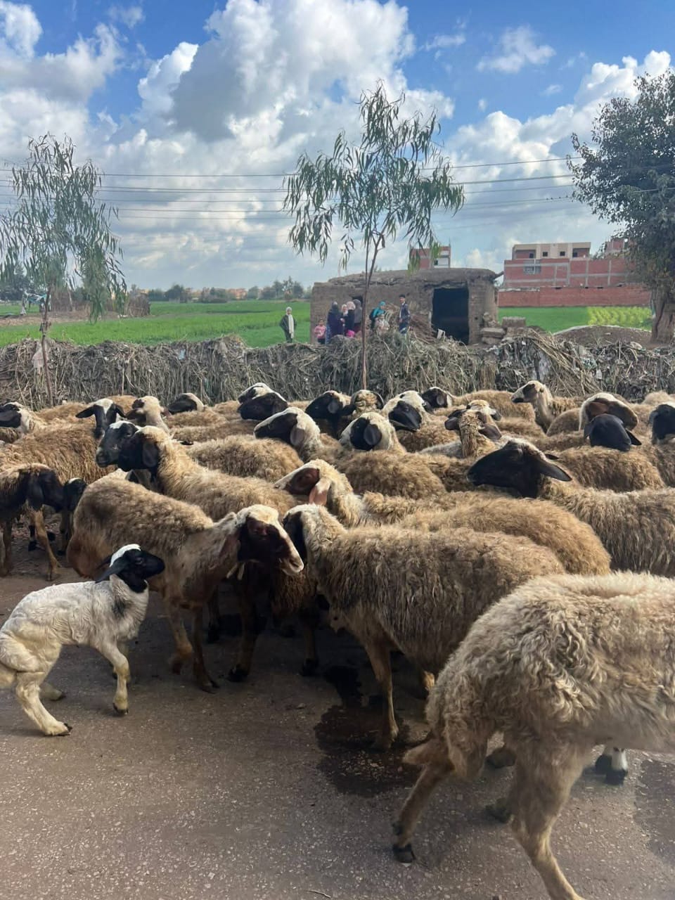 بيطري الغربية: قافلة بيطرية تقدم الفحص والعلاج لـ422 رأس ماشية و1200طائر