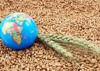 كوسيرال تتوقع انخفاض إنتاج الحبوب في أوروبا إلى 296.7 مليون طن عام 2026