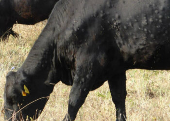 فرنسا تقوم بتطعيم الماشية ضد مرض الجلد العقدي