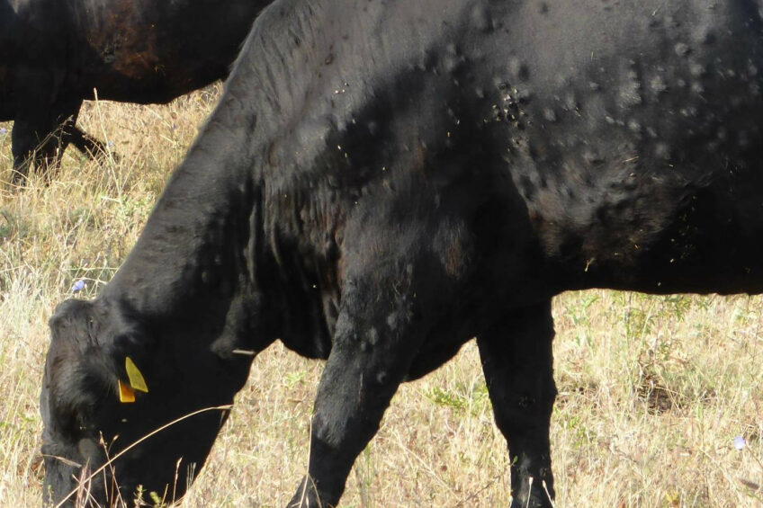 فرنسا تقوم بتطعيم الماشية ضد مرض الجلد العقدي
