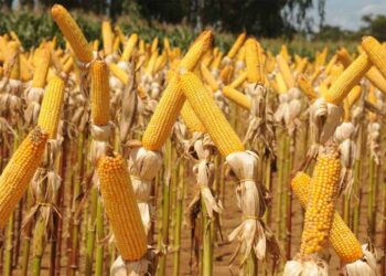 توقعات| إنتاج محصول الحبوب في روسيا يبلغ 137 مليون طن في عام 2025