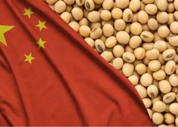 الصين تشتري فول الصويا الأمريكي والمشتريات تزيد خلال الأسبوع إلى 500 ألف طن