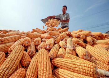 أداء متباين لعقود الذرة الآجلة اليوم الأربعاء مع استمرار المفاوضات بين روسيا وأوكرانيا