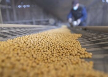 الصين ستقلل بشكل كبير من اعتمادها على واردات فول الصويا خلال السنوات العشر المقبلة| توقعات