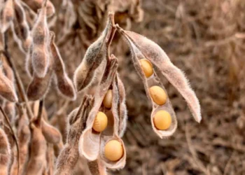 الصويا تتحرك بشكل جانبي اليوم الثلاثاء في انتظار الأرقام الجديدة من وزارة الزراعة الأمريكية