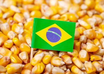حصاد الذرة في البرازيل يقدر بـ 140 مليون طن.. ومصر ثان أكبر المستوردين