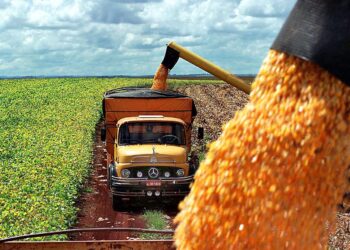 البرازيل تصدر 5 ملايين طن من الذرة في نوفمبر